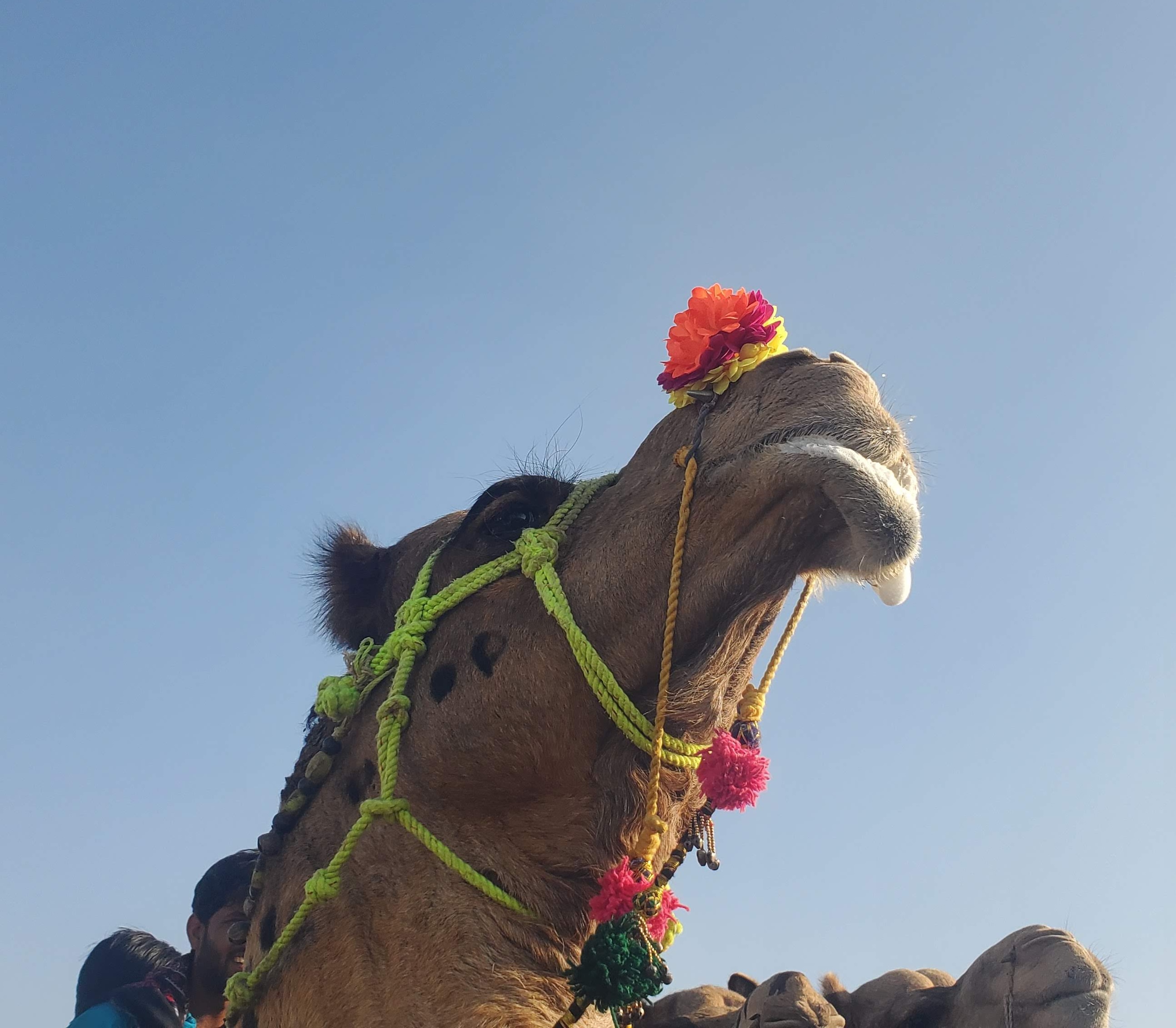 Well dressed camel, Rajasthan